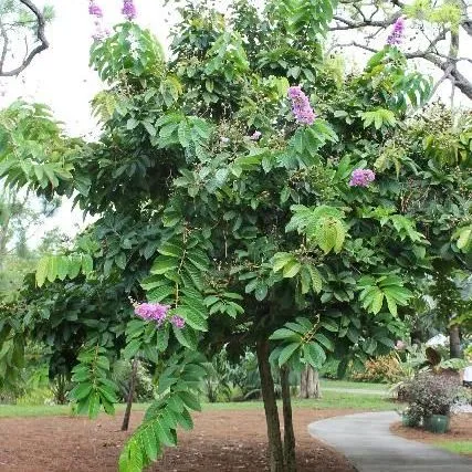 thumbnail for publication: Lagerstroemia speciosa: Queens Crape myrtle